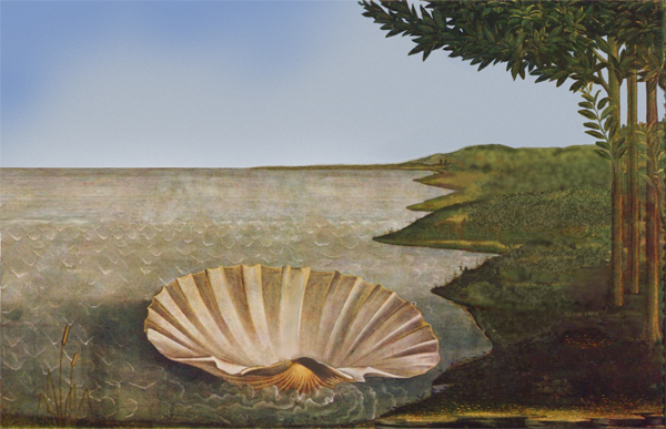 絵画「ほしだから貝」