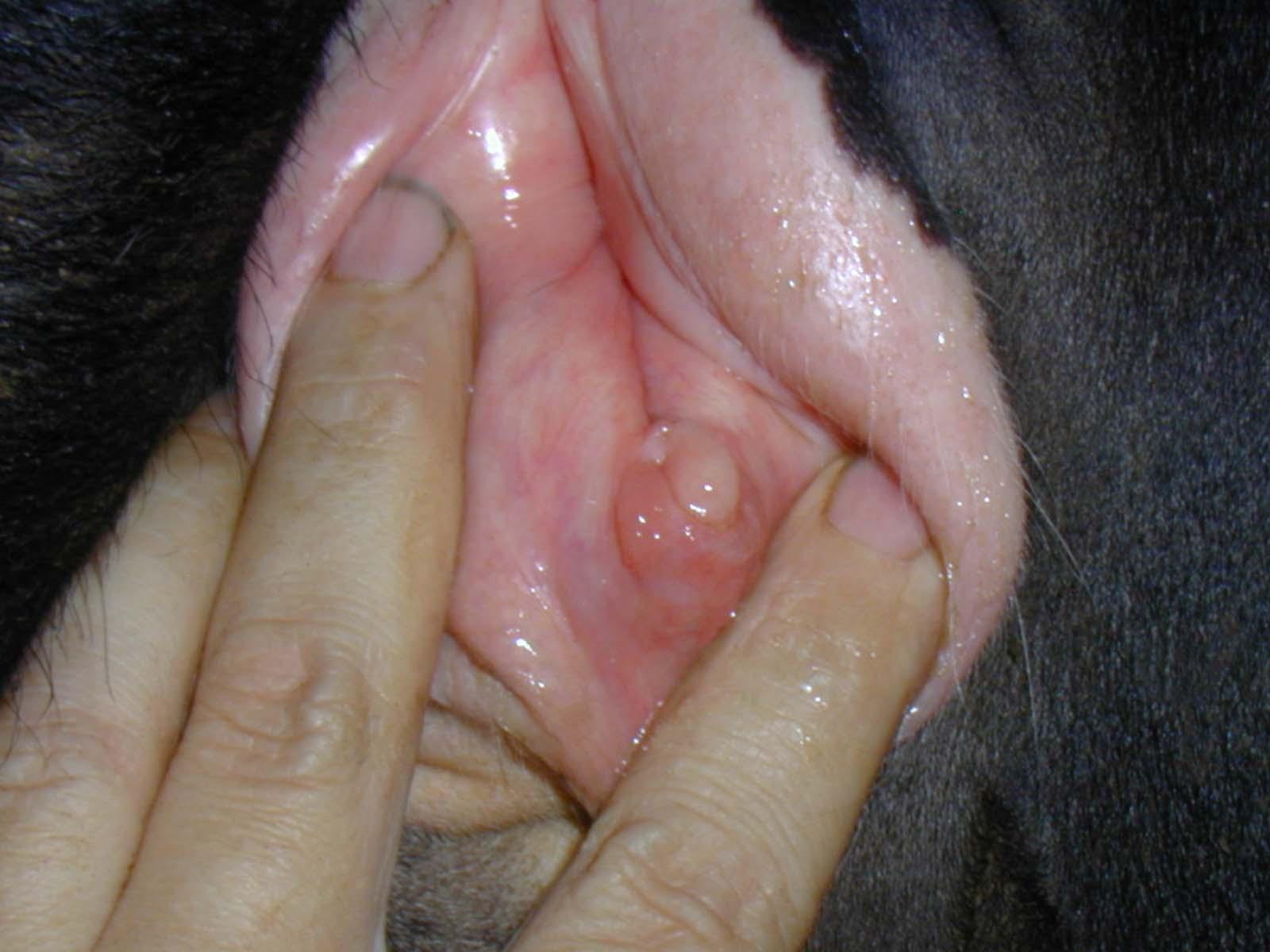 動物のおまんこ 動物のマンコ画像ください - けも像