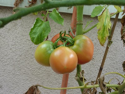 色づいてきた大玉トマト「ホーム桃太郎」