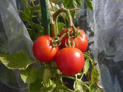 大玉トマト「ぜいたくトマト」を全て収穫