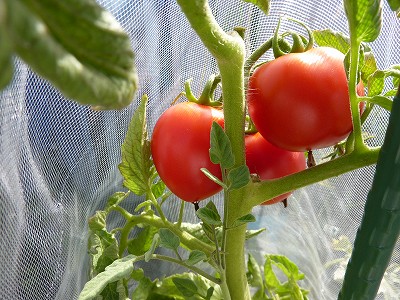 大玉トマト「ぜいたくトマト」を全て収穫