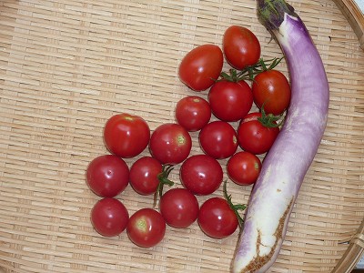 トマトベリーガーデンとフルティカを収穫