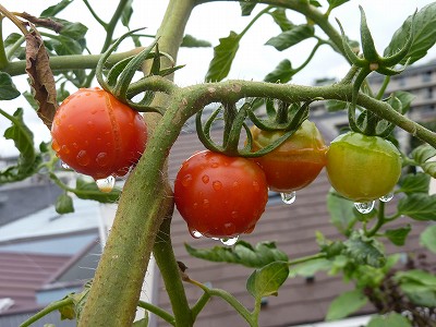 雨でトマトが裂果