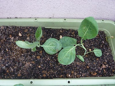 カリフラワー「ロマネスコ」、定植から約半月