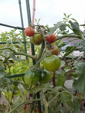 ついに色づいてきた中玉トマト「フルティカ」
