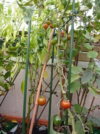 ついに色づいてきた中玉トマト「フルティカ」