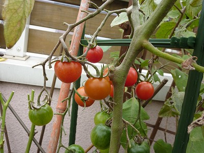 中玉トマト「フルティカ」、やっと収穫