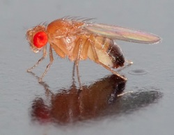 Drosophila melanogaster side aka